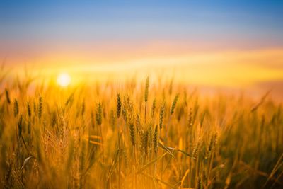 Wheat Posting Mixed Wednesday Trade